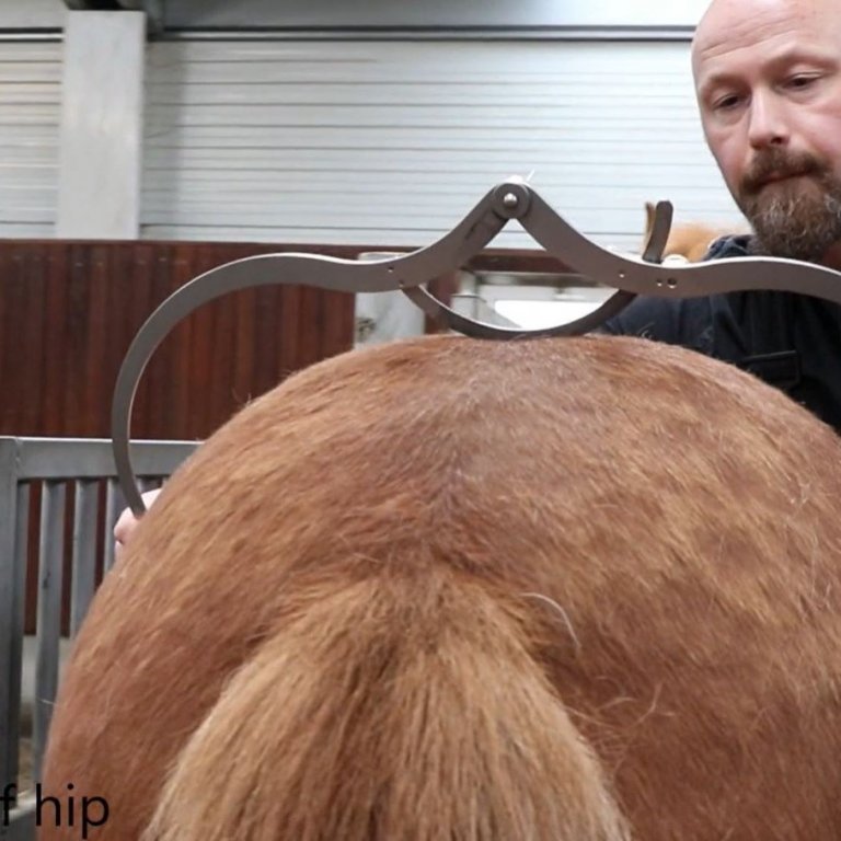 Mælingar hrossa - Myndband