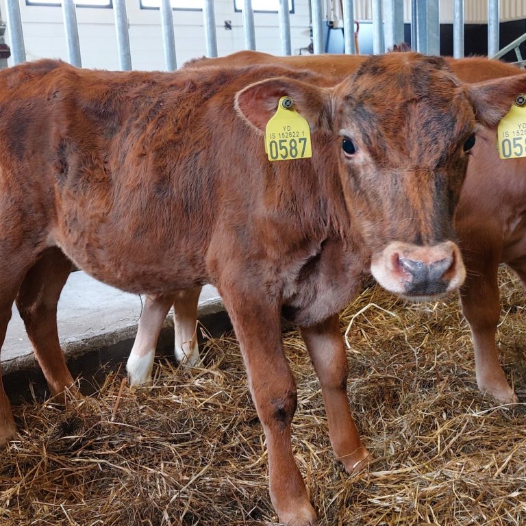 Dælir frá Gullbrekku í Eyjafjarðarsveit, undan Jörfa 13011 og Dælu 474, dóttur Bamba 08049.