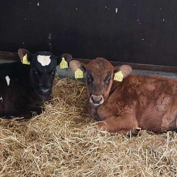 Draupnir frá Fagurhlíð í Landbroti, undan Marmara 20011 og Dimmalimm 625 og Stjóri frá Dæli í Fnjósk…