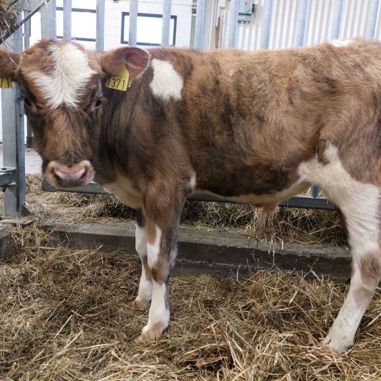Drungi frá Neðri-Þverá í Fljótshlíð, undan kú 1065 og Mikka 15043. Mynd frá Nautastöð BÍ.