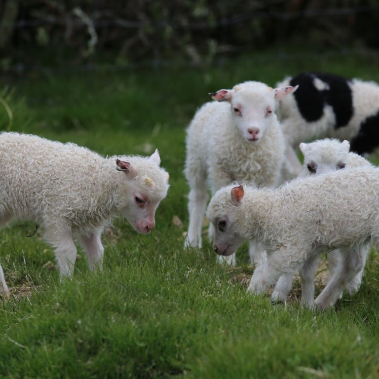 Riðuflögg uppfærð í Fjárvís