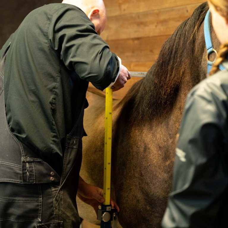 Mælingar kynbótahrossa