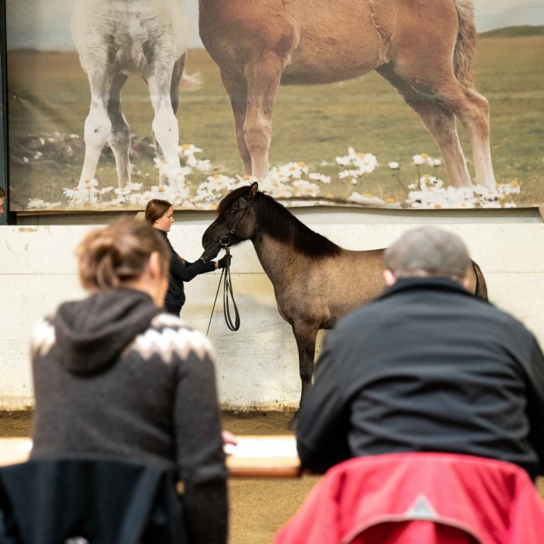 Röð hrossa á miðsumarssýningu á Gaddstaðaflötum 15.-19. júlí