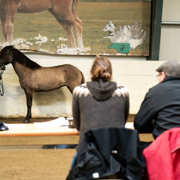 Skráningar á miðsumarssýningar 2024