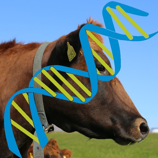 Sýnataka vegna erfðamengisúrvals í gangi