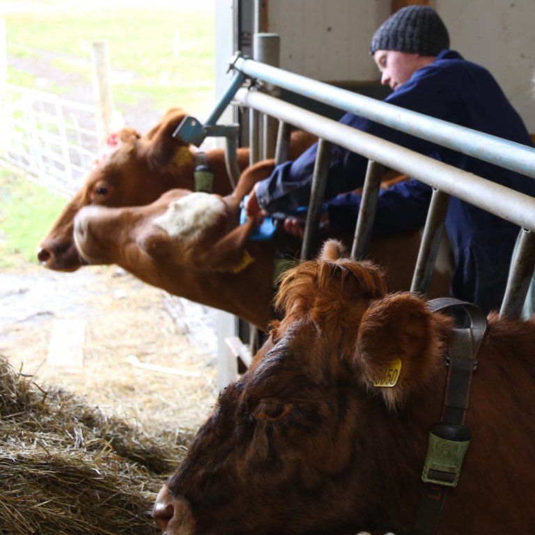 Sýnataka vegna erfðamengisúrvals að fara af stað