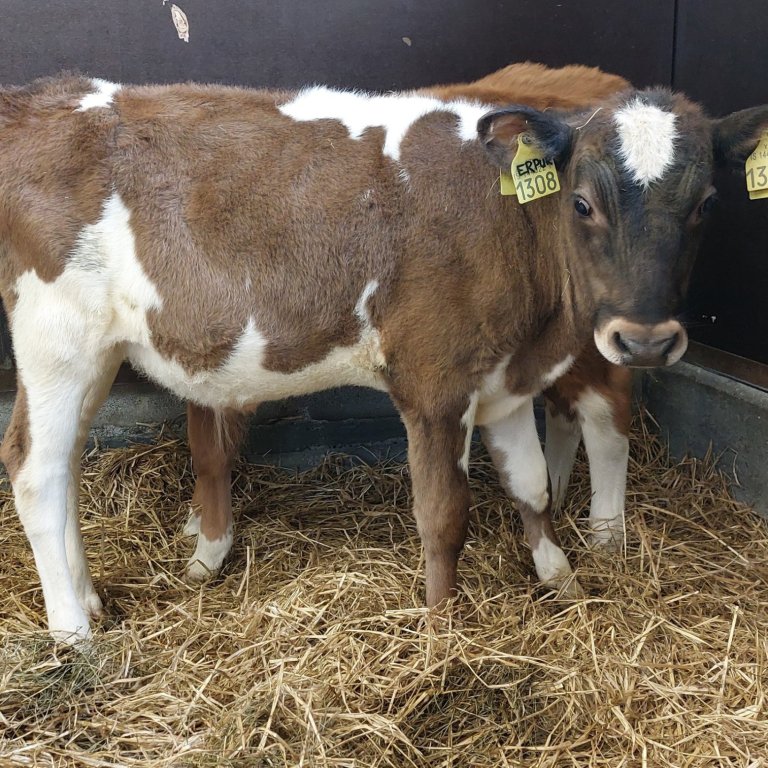 Erpur frá Litlu-Ásgeirsá í Víðidal, sonur Nafna 19009 Erpu 231. Mynd frá Nautastöðinni á Hesti.