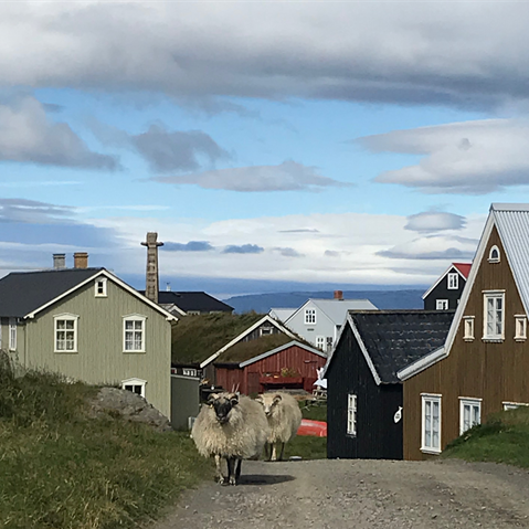 Rekstur sauðfjárbúa 2018-2020