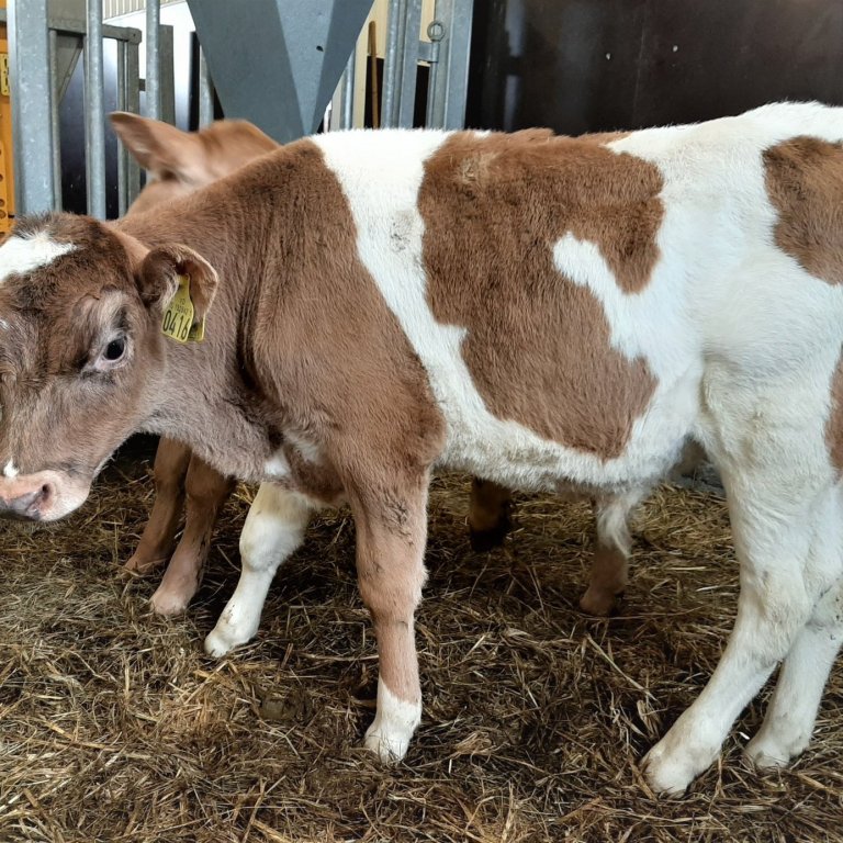 Faðmur frá Villingadal í Eyjafirði, undan Hálfmána 13022 og Klukku 352
