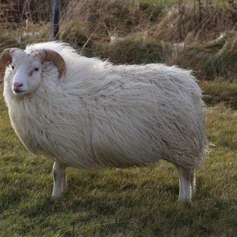 Fannar frá Svínafelli