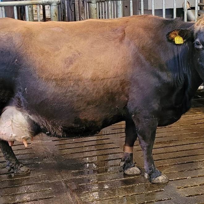 Fata 2106, dóttir Sjarma 12090 og Þrumu 742, Gunnbjarnarholti, nythæsta kýr nýliðins árs, 2022. Mynd…