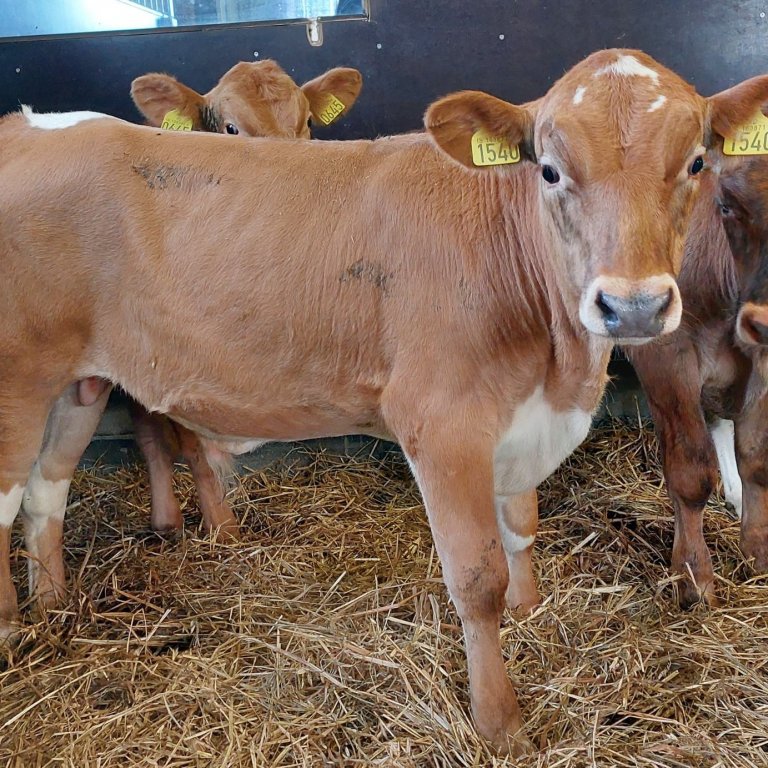 Fenrir frá Hólmi í Austur-Landeyjum, faðir hans er Risi 15014 og móðir Svala 1140.