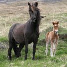 Yfirlitssýning Borgarnes - hollaröðun