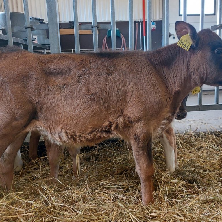 Flosi frá Hólmum í Austur-Landeyjum, sonur Knattar 16006 og Bjarkareyjar 844.