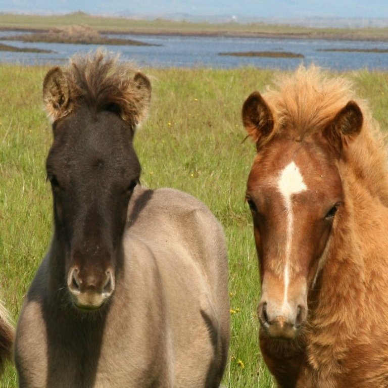 Örmerkingar - munið að skila inn fyrir 1. mars