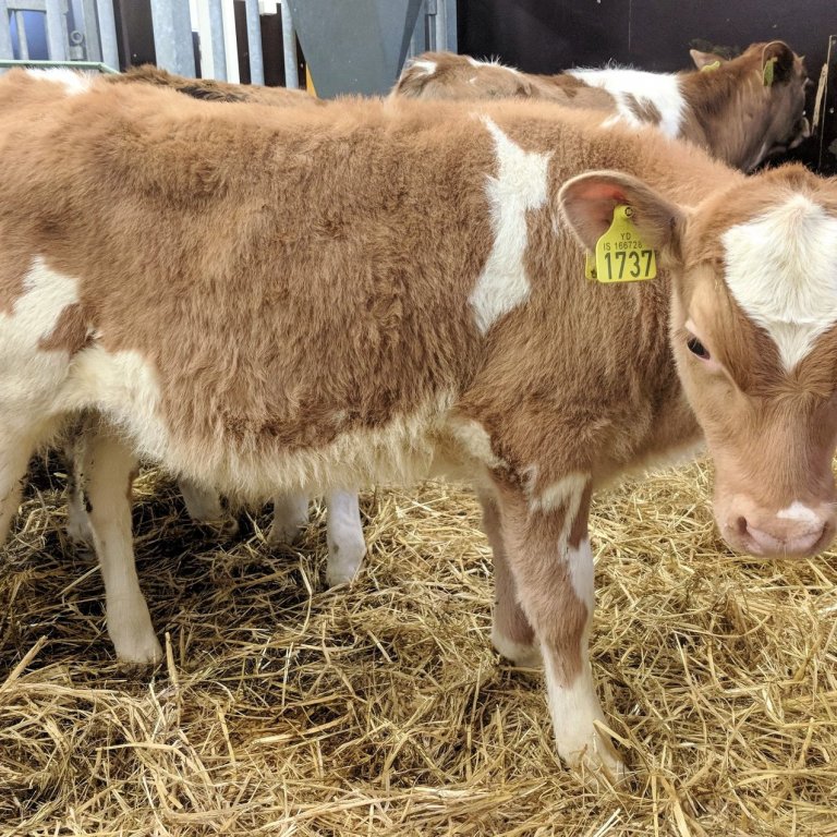 Fölvi frá Birtingaholti 4, undan Gými 11007 og Brá 1272, Framadóttur