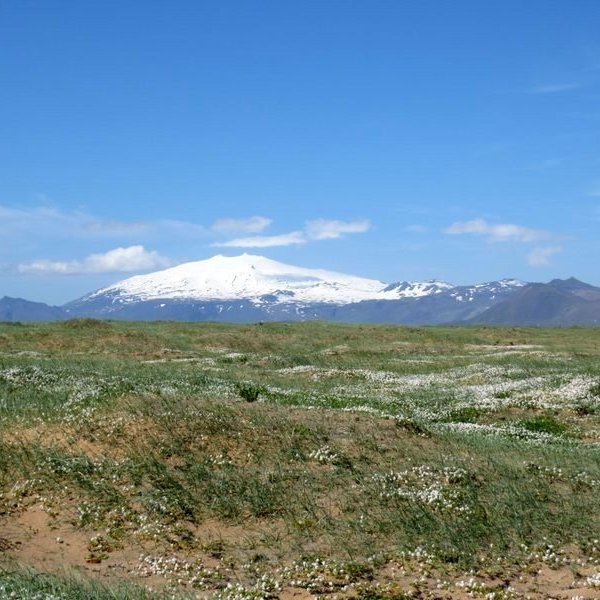 LOGN – fjarnámskeið