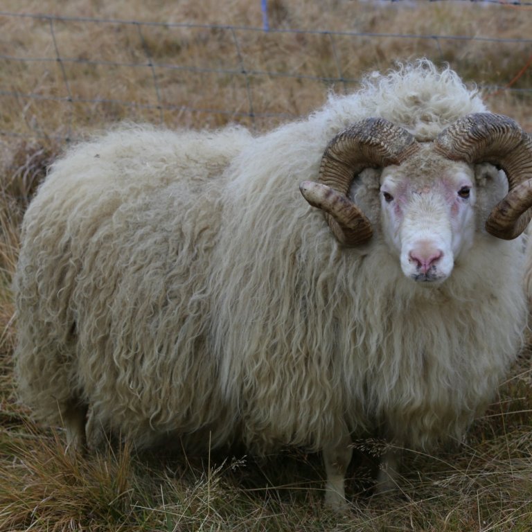 Fróði frá Bjargi 18-236