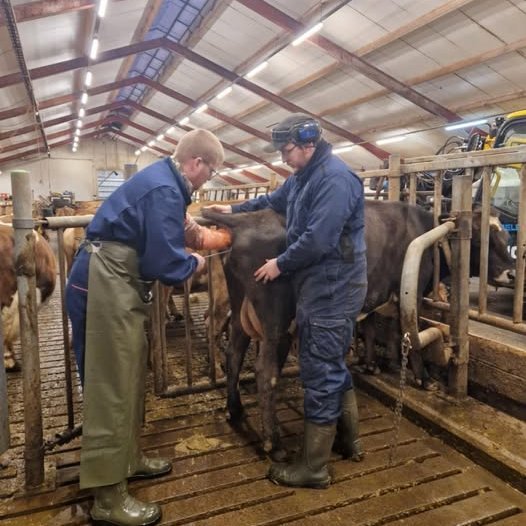Jónmundur Magnús, frjótæknir, mundar pípuna og Björn Ingi, fjósameistari, heldur í halann við sæðing…