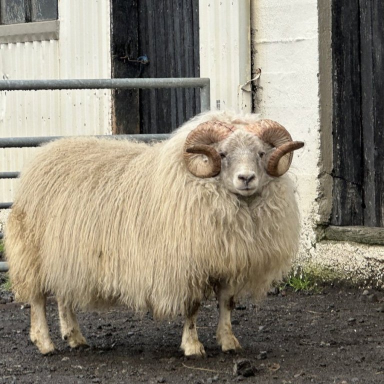 Sauðfjársæðingar og skráningar