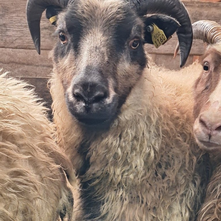 Enn fjölgar „ARR bæjum“