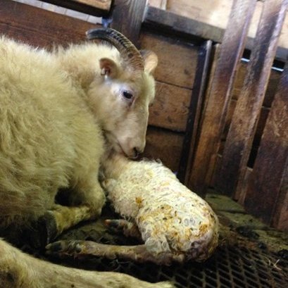 Sauðburður að hefjast