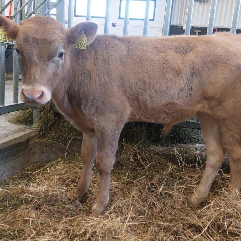 Gilli frá Þorgautsstöðum í Hvítársíðu, undan Ægi 22010 og Gilitrutt 402. Mynd frá Nautastöðinni á He…