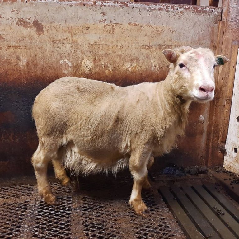 Fyrsti hrútur landsins sem greinist með ARR arfgerðina. Gimsteinn 21-001 frá Þernunesi