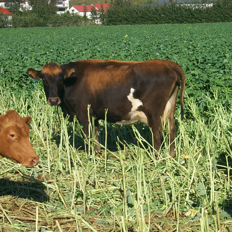 Tölur um búfjárfjölda og fóðurforða 2016