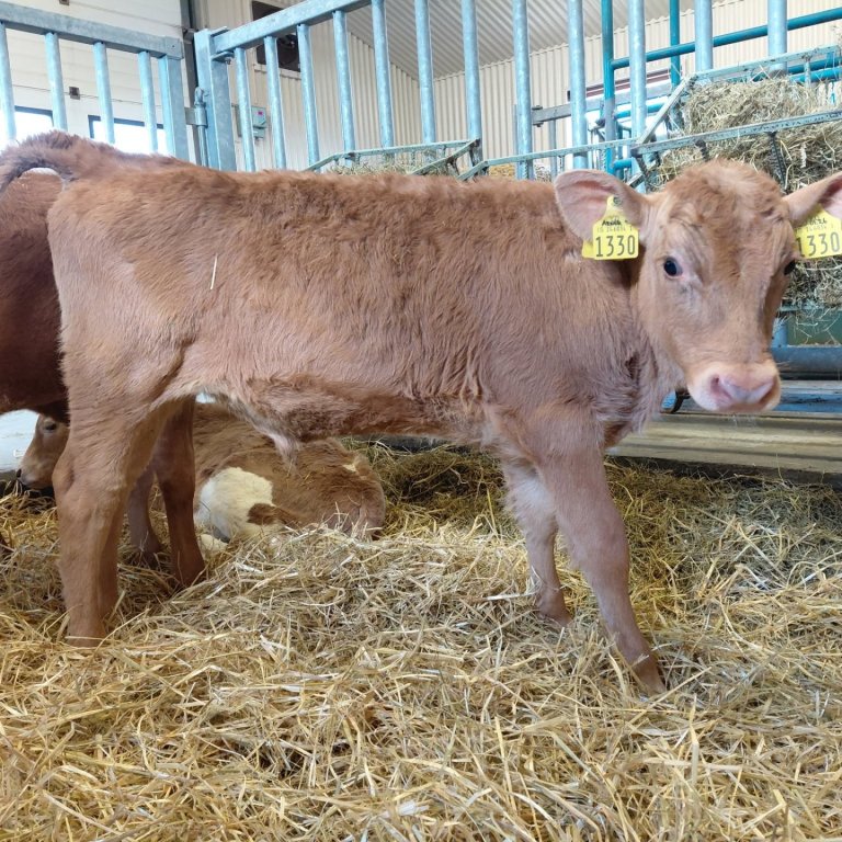 Glaumur frá Glaumbæ 2 í Skagafirði, undan Sokk 23023 og Örnu Ýr 958. Mynd frá Nautastöðinni á Hesti.