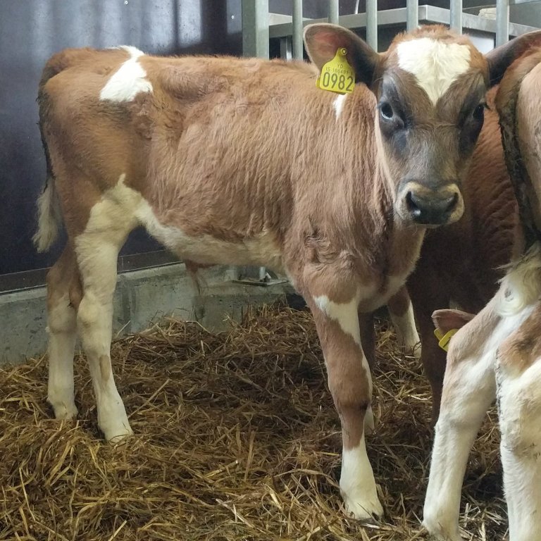 Glennir frá Reykjum á Skeiðum - faðir Gýmir 11007 og móðir Glenna 768.