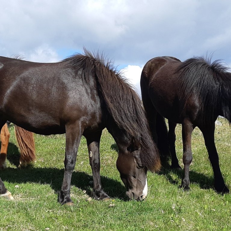 Röðun hrossa á kynbótasýningum á Suðurlandi vikuna 18. til 21. júní hefur verið birt
