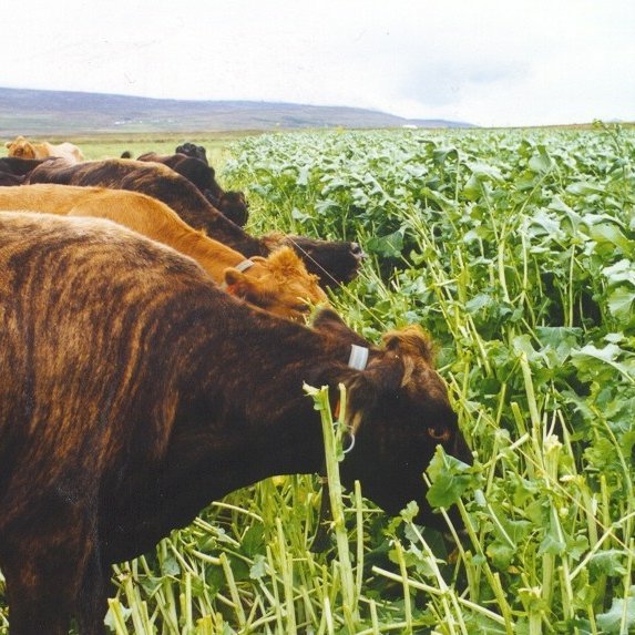 Auglýst eftir þátttakendum í rekstrarverkefni kúabænda