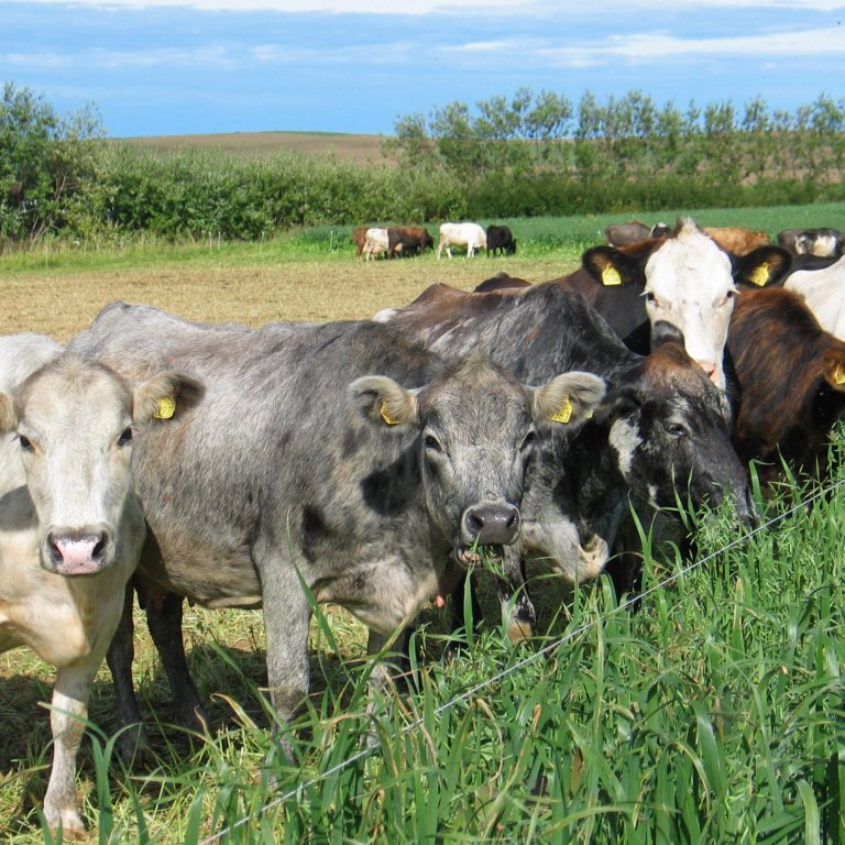 Rekstrarverkefni kúabúa