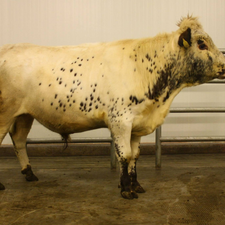 Grani 15-030 frá Syðri-Gróf