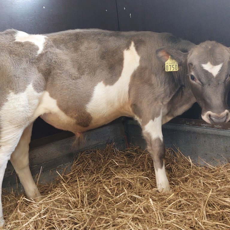 Gráni frá Þorleifsstöðum í Blönduhlíð, undan Tanna 15065 og Gránu 592.