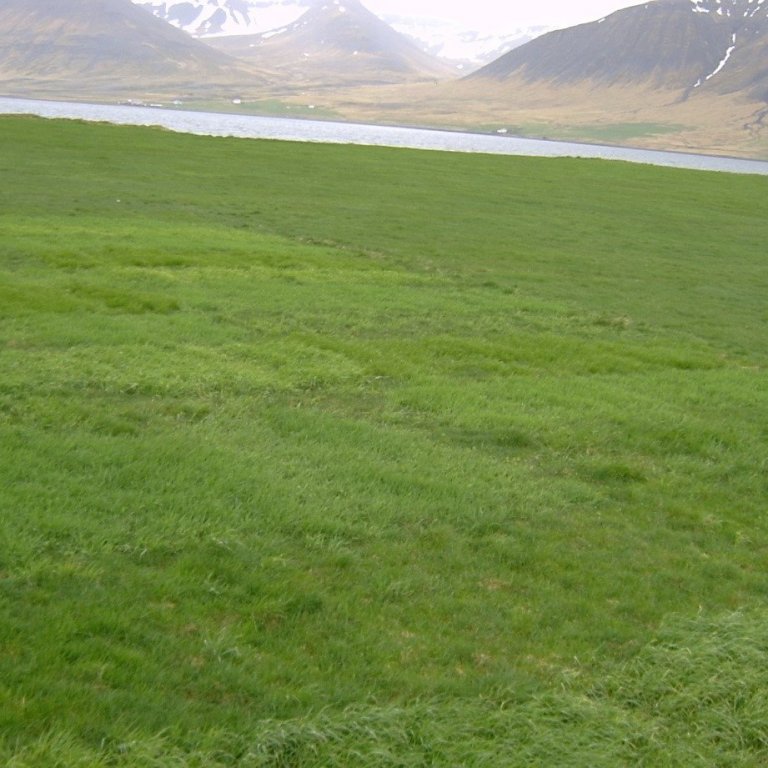 Verð og framboð á sáðvöru 2019