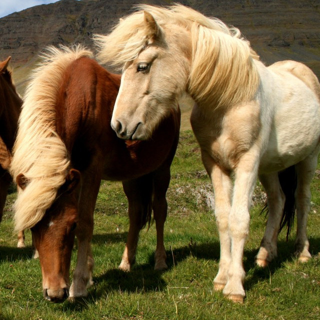 Röðun hrossa á kynbótasýningu í Spretti dagana 22.-25. maí