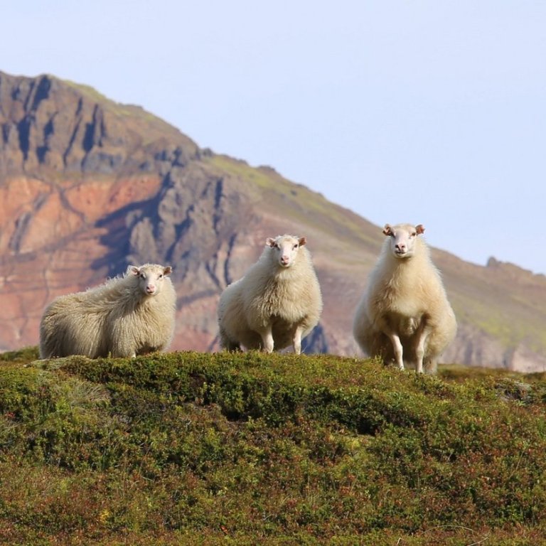 Opnir bændafundir um riðuveiki með alþjóðlegum sérfræðingum