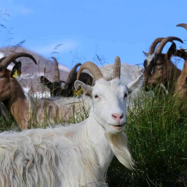 Ný og endurbætt Heiðrún sett í loftið í dag