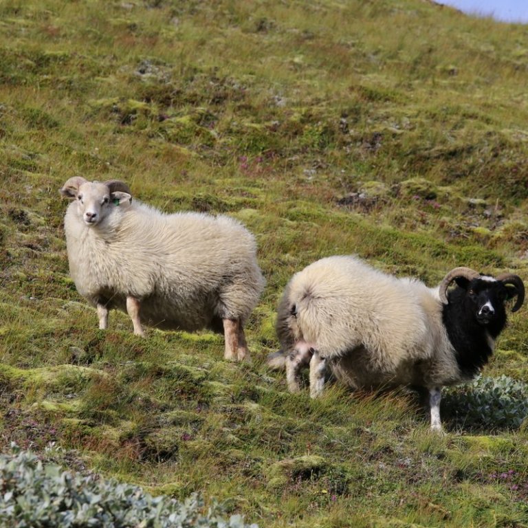 Nýtt viðmót fyrir þungaskráningu í Fjárvís