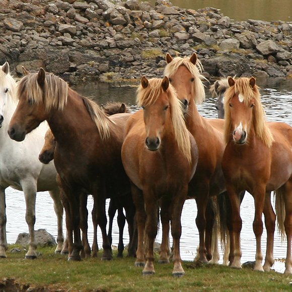 Yfirlit seinni viku Hellu