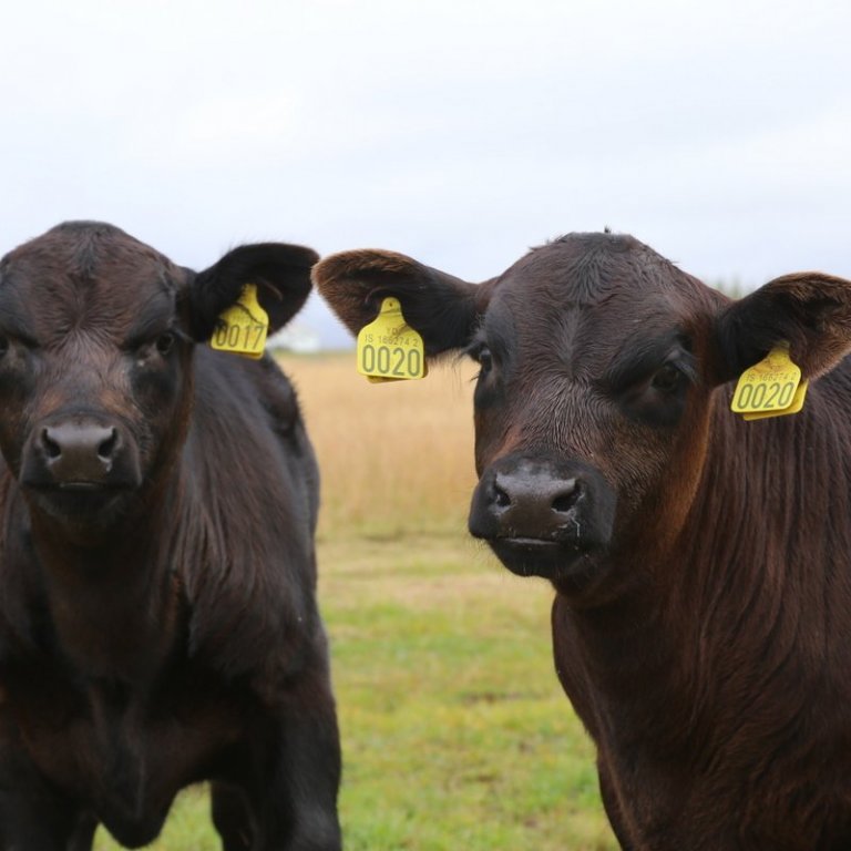 Vert að hafa í huga við fósturvísaflutning