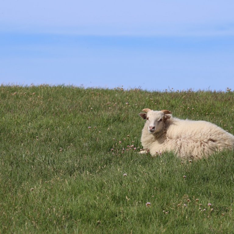 Sauðfjárrækt - Afkvæmarannsóknir bænda