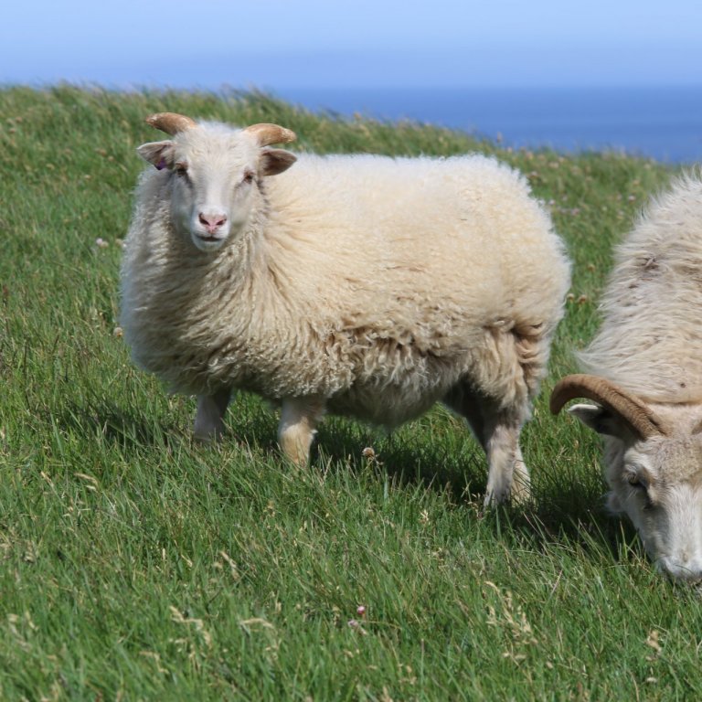 Aðlögunarsamningar í sauðfjárrækt - Umsóknarfrestur er til 10. september 2019