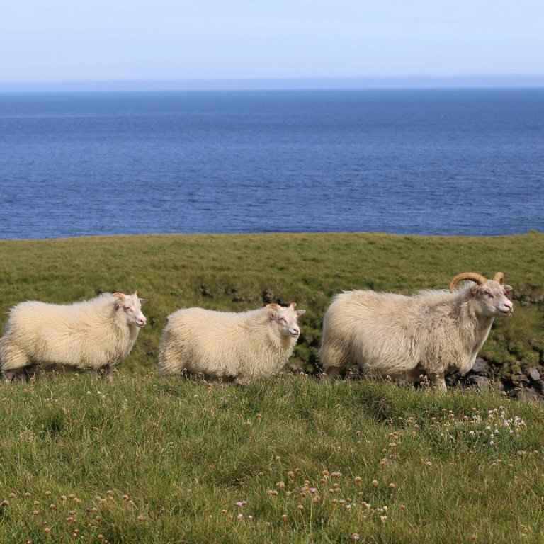 Uppfært kynbótamat í sauðfjárrækt