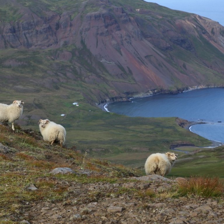 Sauðfjárbændur athugið!