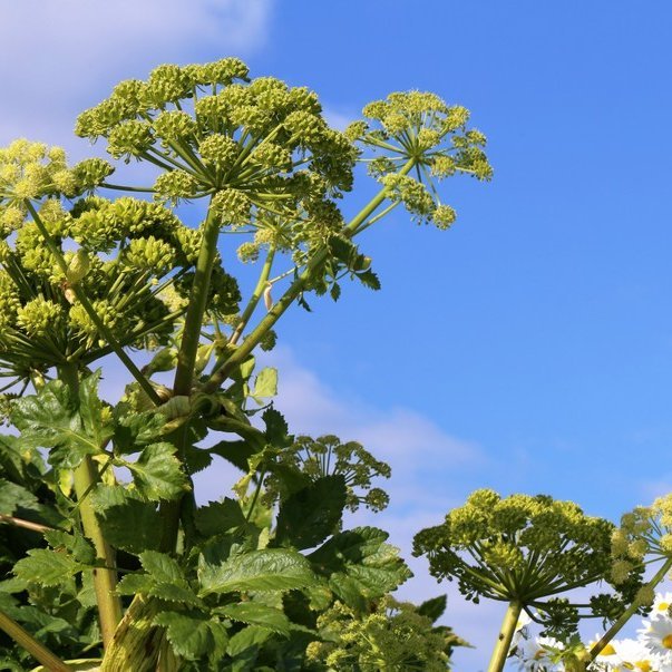 Starf ráðgjafa hjá RML