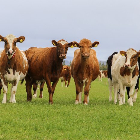 Staða á geymslurými búfjáráburðar á kúabúum