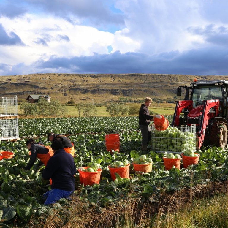Jarðræktarstyrkir í garðyrkju og álagsgreiðsla